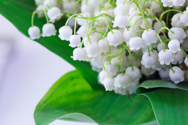 coronavirus-(covid-19)-:-quelle-reglementation-pour-la-vente-de-muguet-en-2021-?