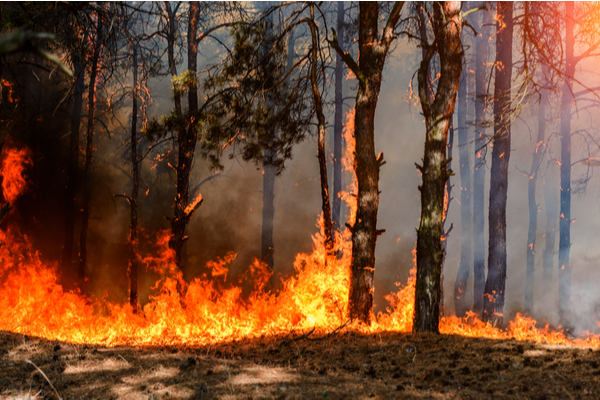 incendies-en-gironde-:-une-aide-d’urgence-pour-les-travailleurs-independants