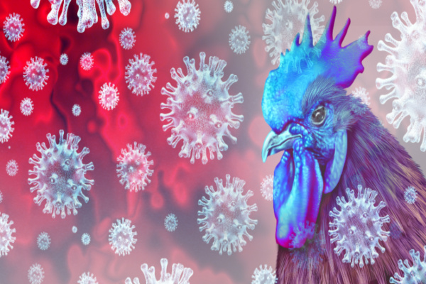 grippe-aviaire-:-un-nouveau-report-de-cotisations-sociales-pour-les-eleveurs-!