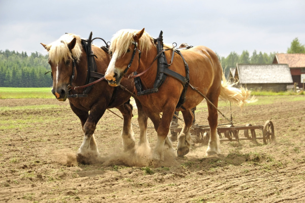 transition-ecologique-:-tous-a-cheval-?