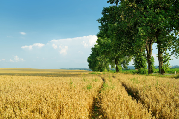 erreur-du-notaire-dans-la-notification-du-droit-de-preemption-de-la-safer-:-cas-vecu…