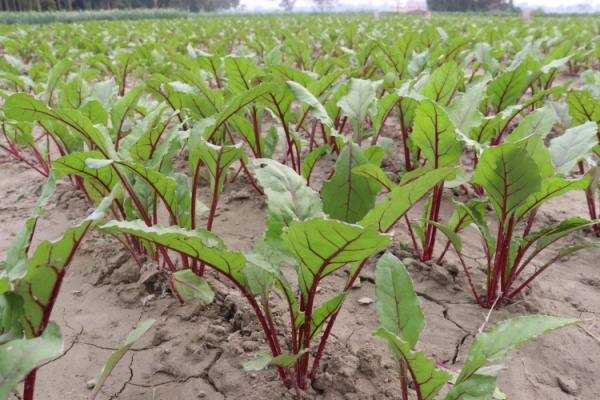 producteurs-de-betteraves-:-ouverture-du-guichet-d’aide-financiere