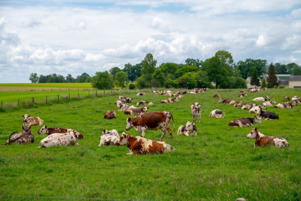 maladie-hemorragique-epizootique-:-une-prise-en-charge-des-frais-possible