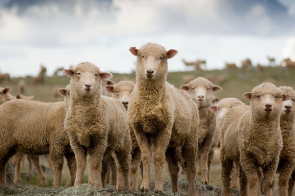 fievre-catarrhale-ovine-:-quelle-est-la-reponse-du-gouvernement ?