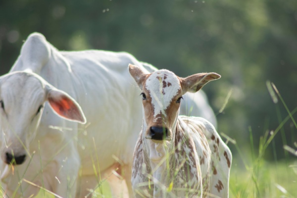 visites-sanitaires-obligatoires-pour-la-filiere-bovine :-une-experimentation-mise-en-place !