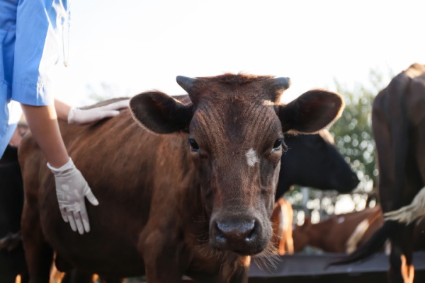 mhe :-prolongation-pour-la-distribution-des-vaccins