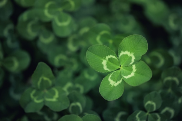 joaillerie :-le-trefle-a-quatre-feuilles-victime-d’un-parasit(isme) ?