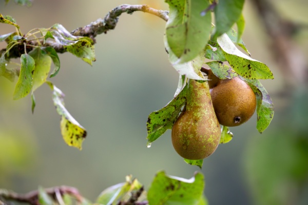 aides-couplees-vegetales :-du-nouveau-pour-la-categorie-« fruits-transformes »