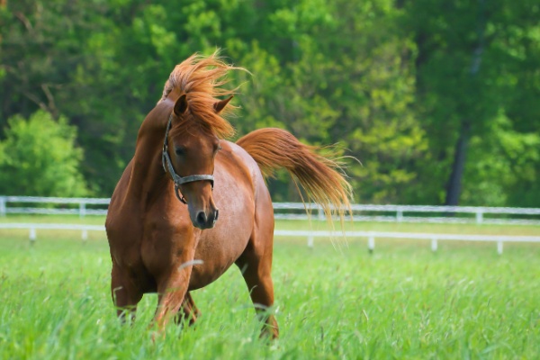 vente-de-chevaux-vivants :-une-baisse-du-taux-de-tva-en-vue ?