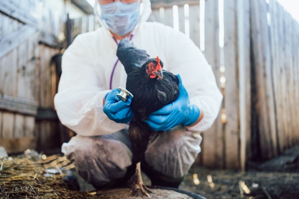 grippe-aviaire :-une-amelioration-pour-le-printemps-2025 !