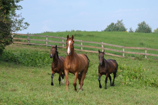 gardiennage-de-chevaux-:-quelle-fiscalite-appliquer-?