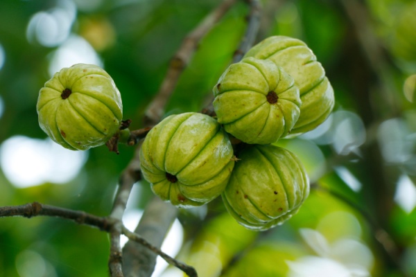 garcinia-cambogia :-interdiction-temporaire