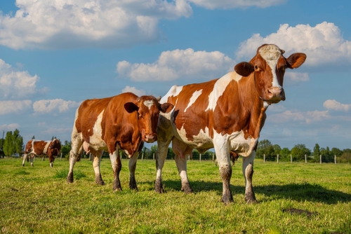 aides-agricoles :-precisions-a-propos-de-l’aide-aux-bovins