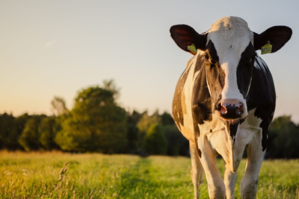 agriculture :-le-point-sur-les-mesures-d’aide