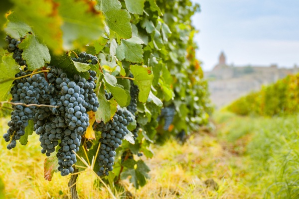 secteur-viticole-:-quelques-nouveautes-a-connaitre