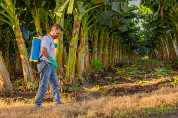 chlordecone-:-un-portail-pour-centraliser-les-informations-et-les-solutions