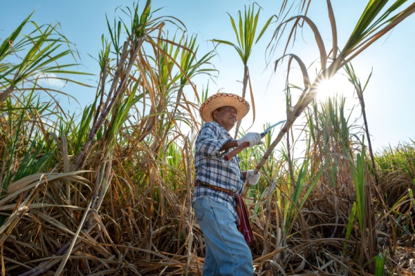 canne-a-sucre-:-quelle-enveloppe-d’aides-pour-les-recoltes-2025-?