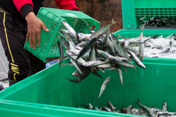 secteur-de-la-peche-:-evolution-des-criteres-des-demandes-d’anteriorites